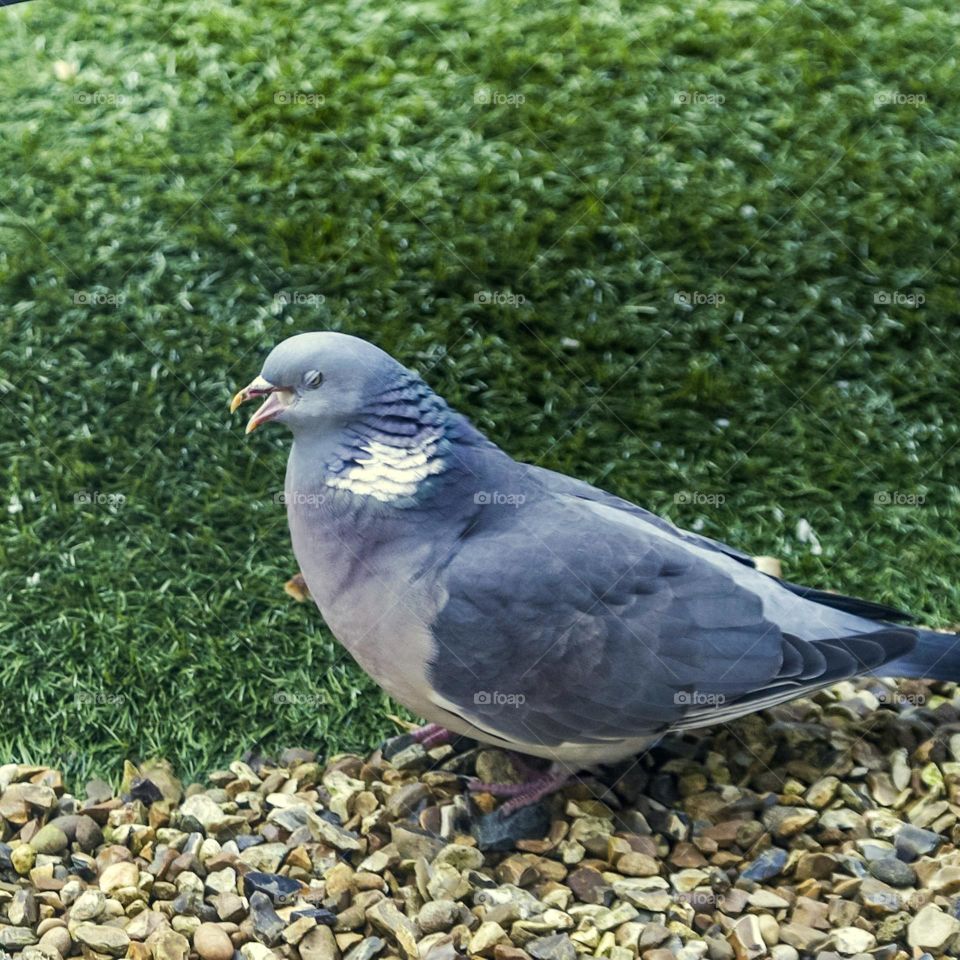 Pigeon