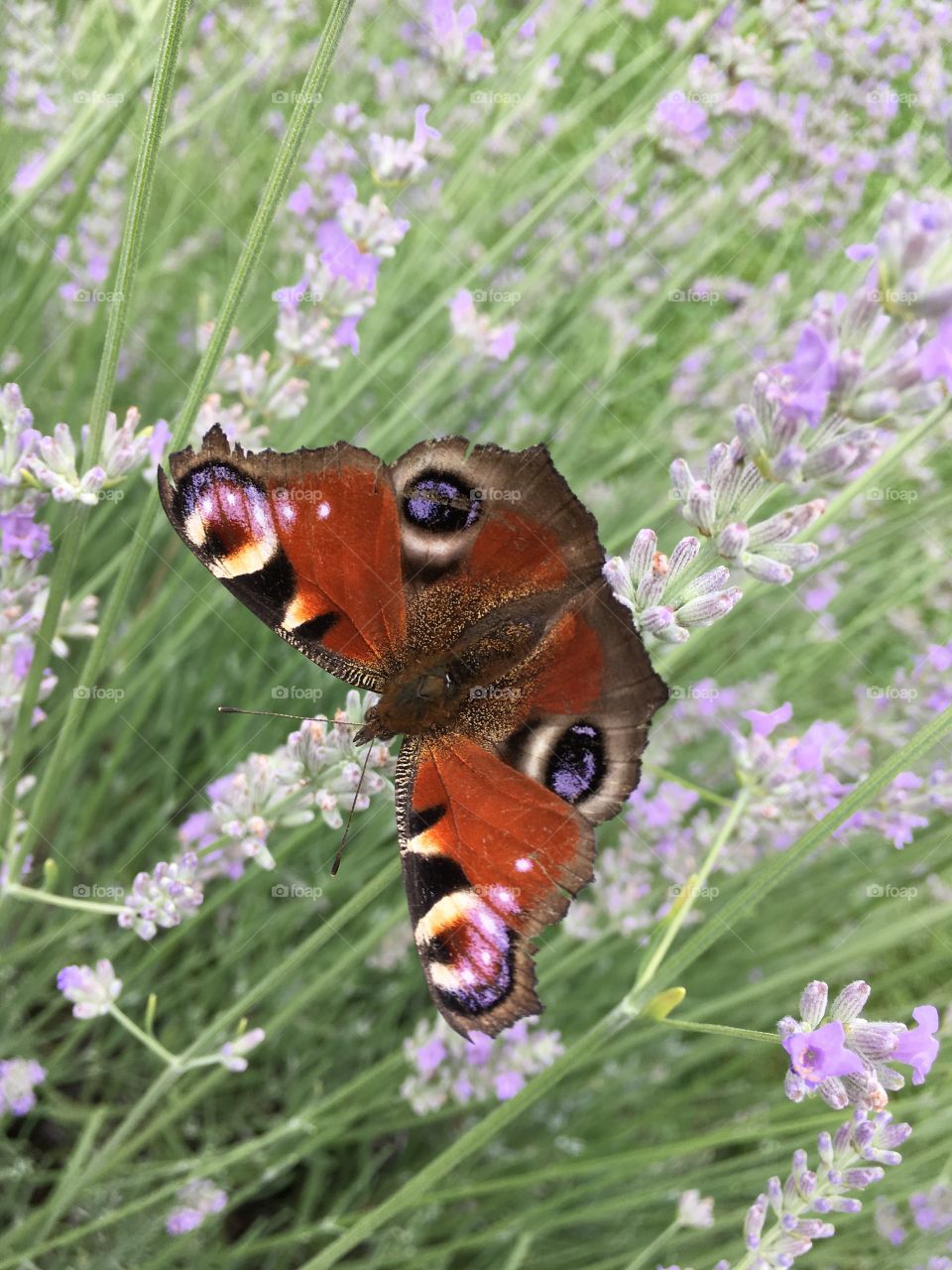 butterfly (IPHONE SE)