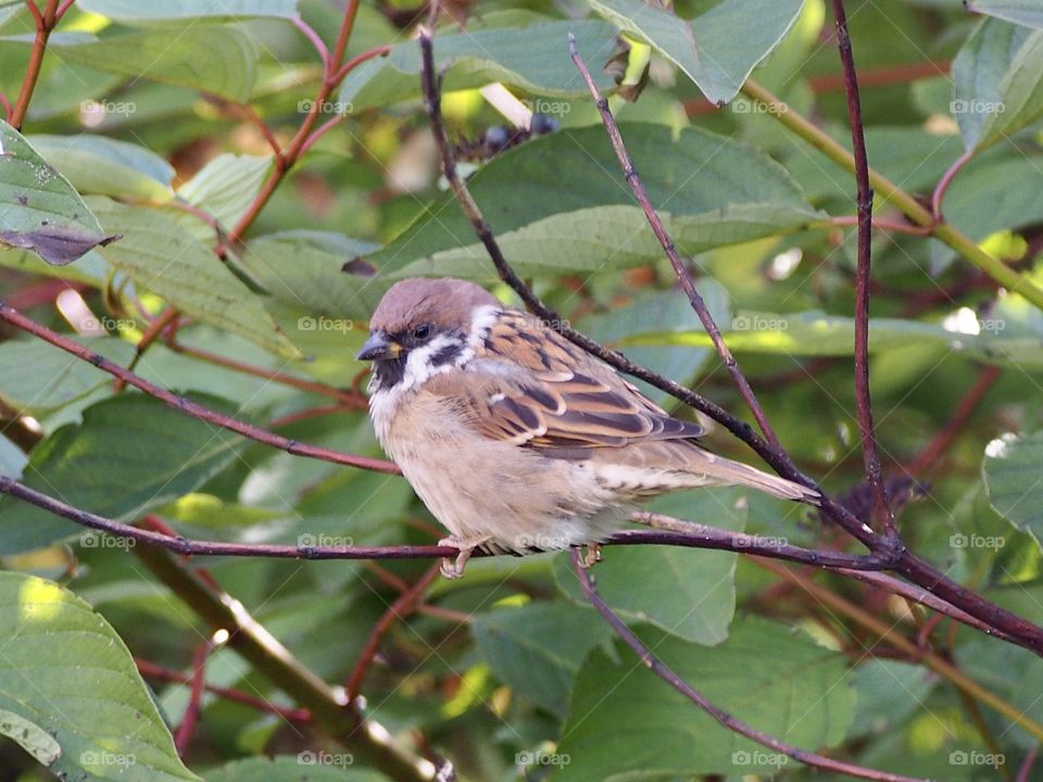 Sparrow my friend