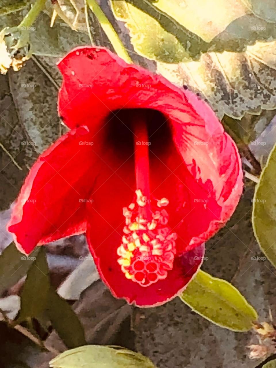beautiful red flower