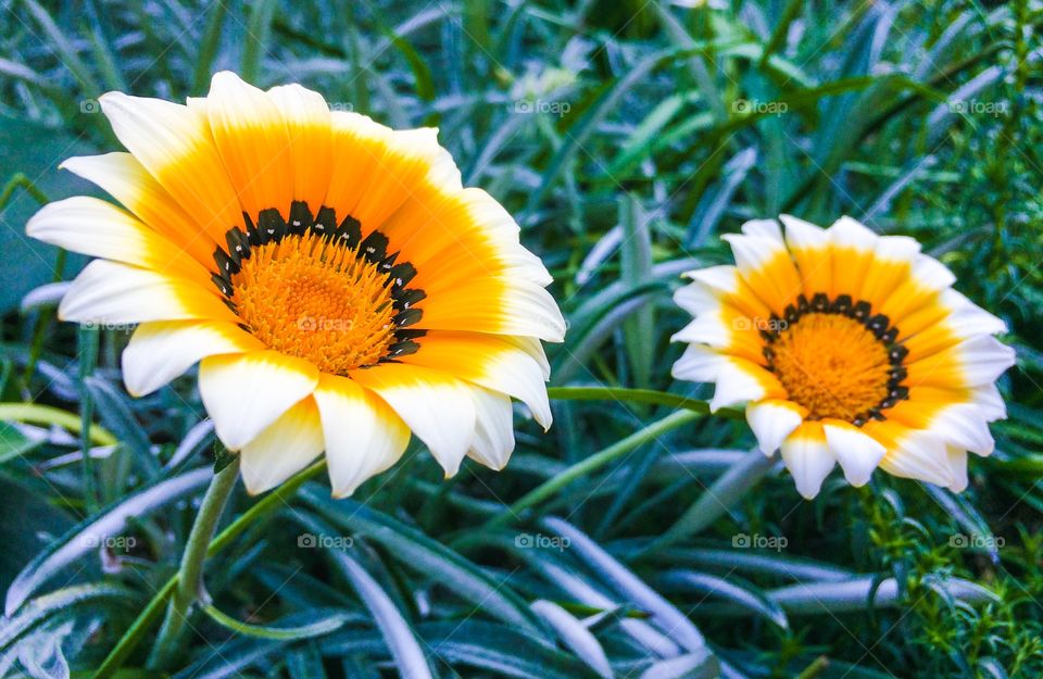 Pair of yellow and white flowers