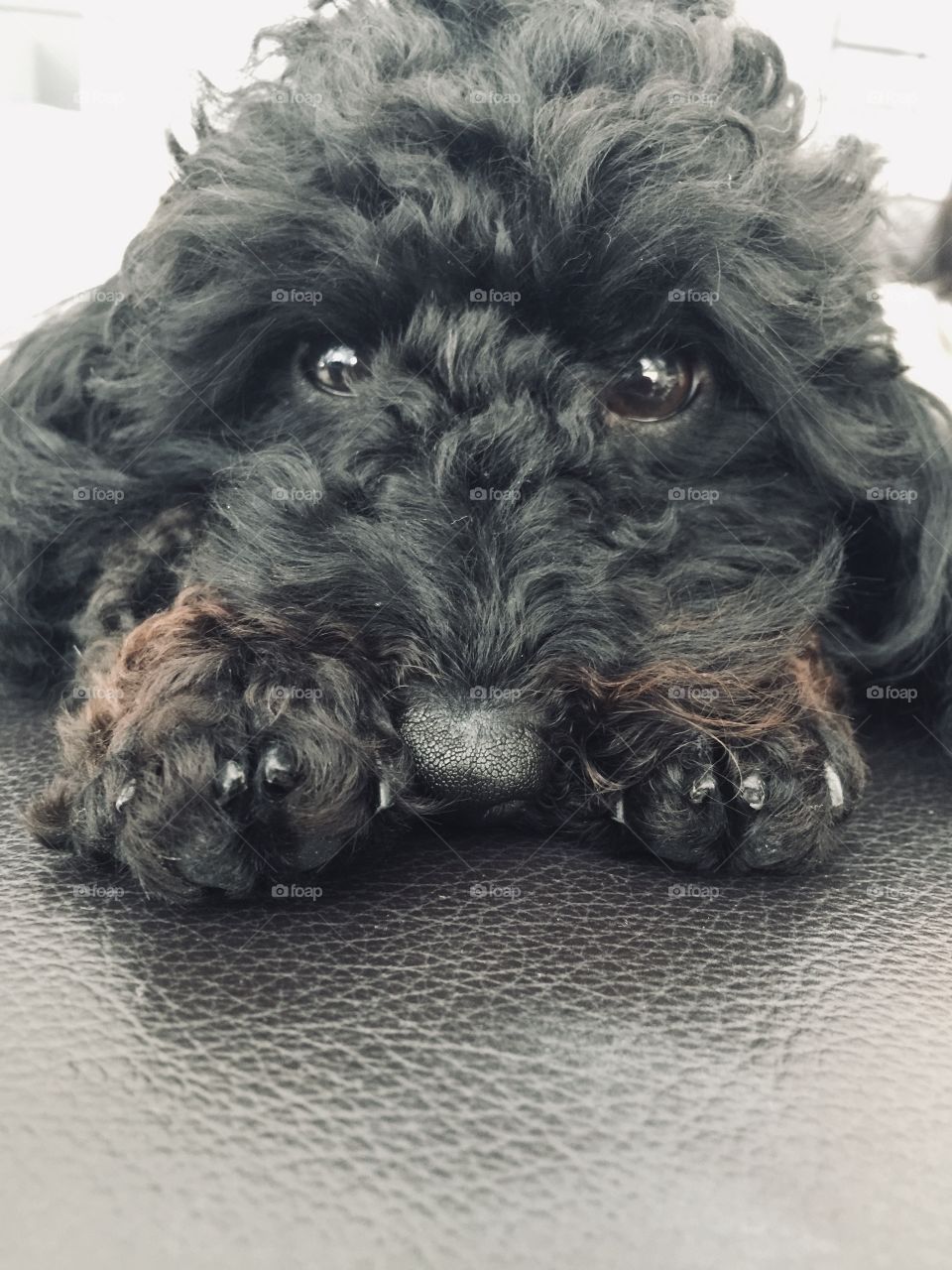 Look at you’re brown paws! 🐾