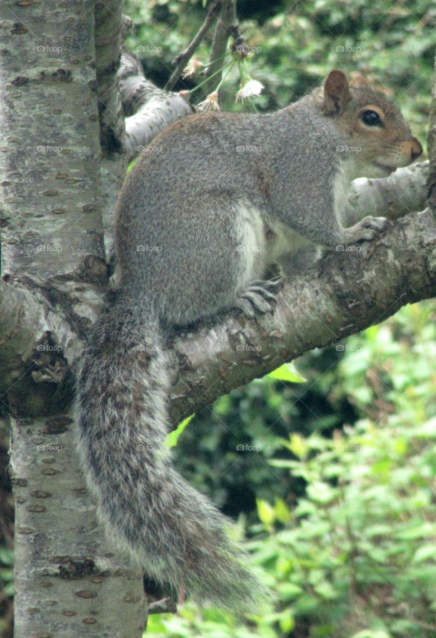 Squirrel sat in a cherry tree