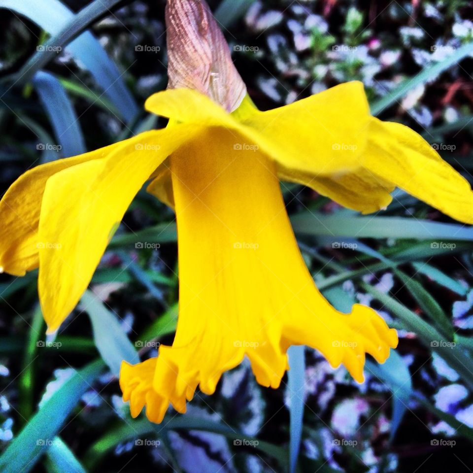 Bowed daffodil