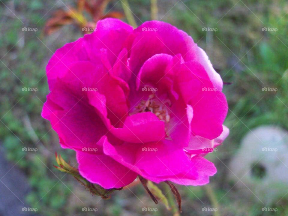 pink dainty open petal rose flower