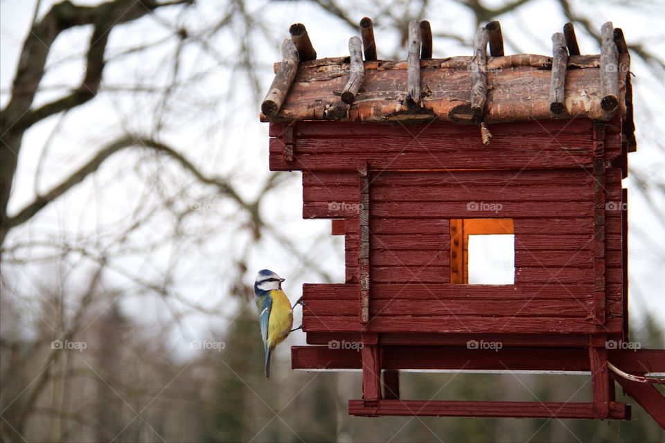 Great tit and bird nest 