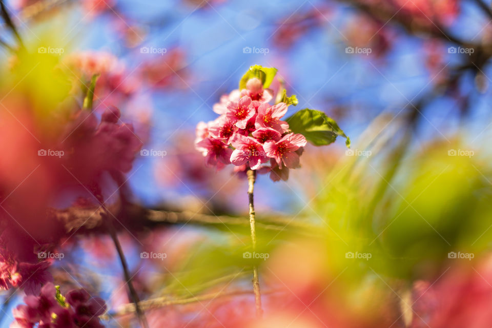 First Signs of Spring.