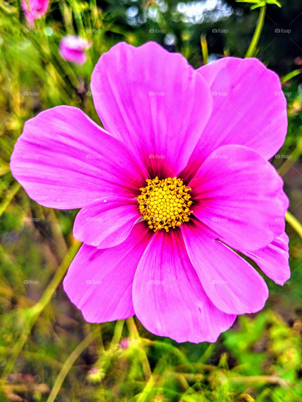 pink flower