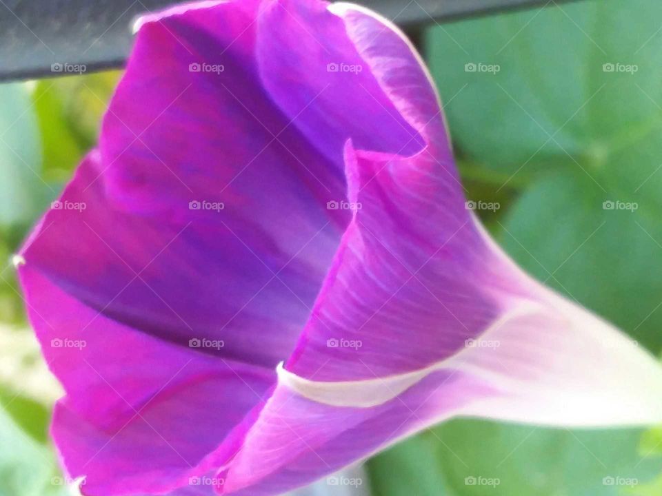 Tie - Dyed Affection: Vibrant Ipomoea Purpurea