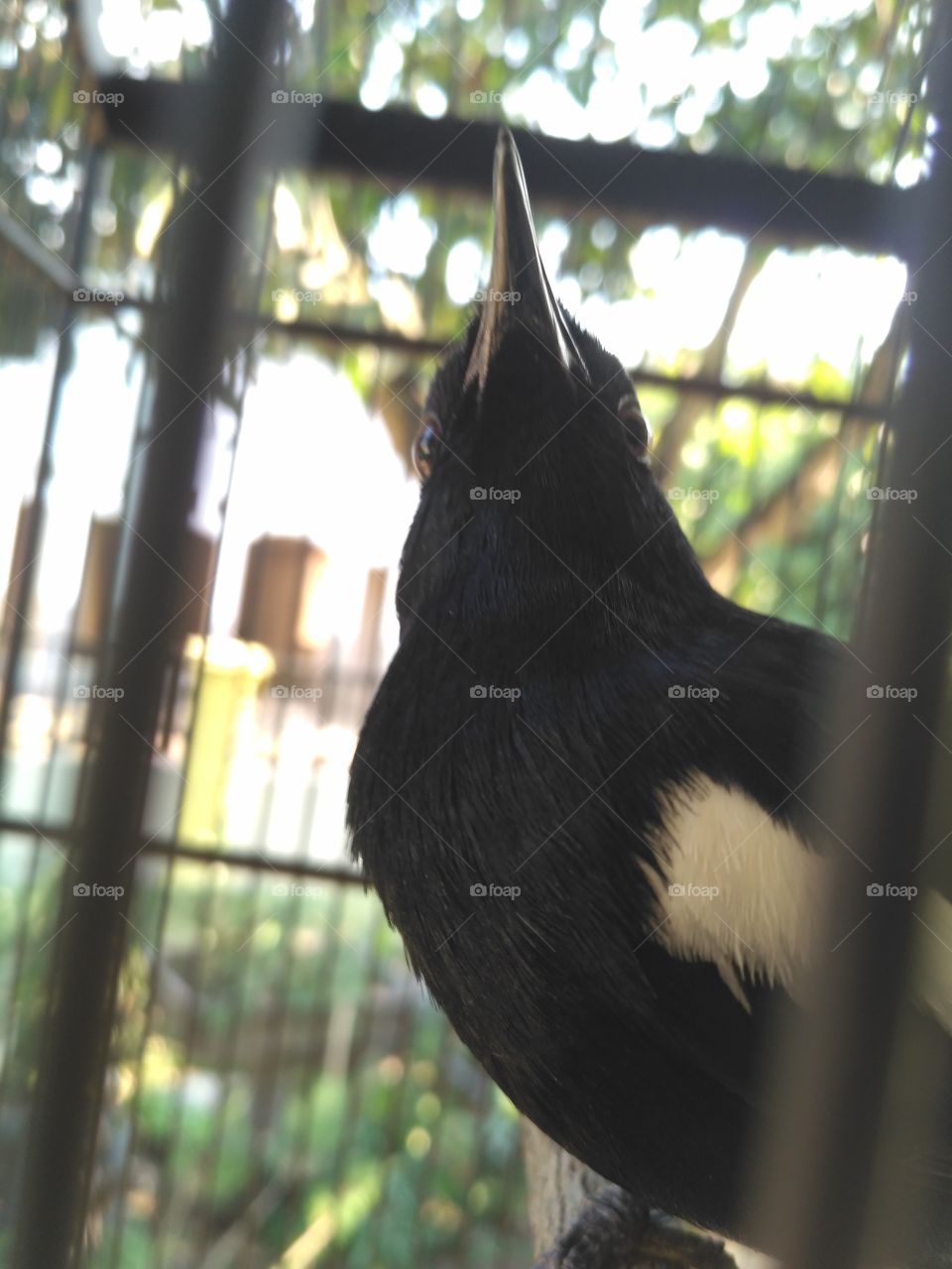 Bird 🐥