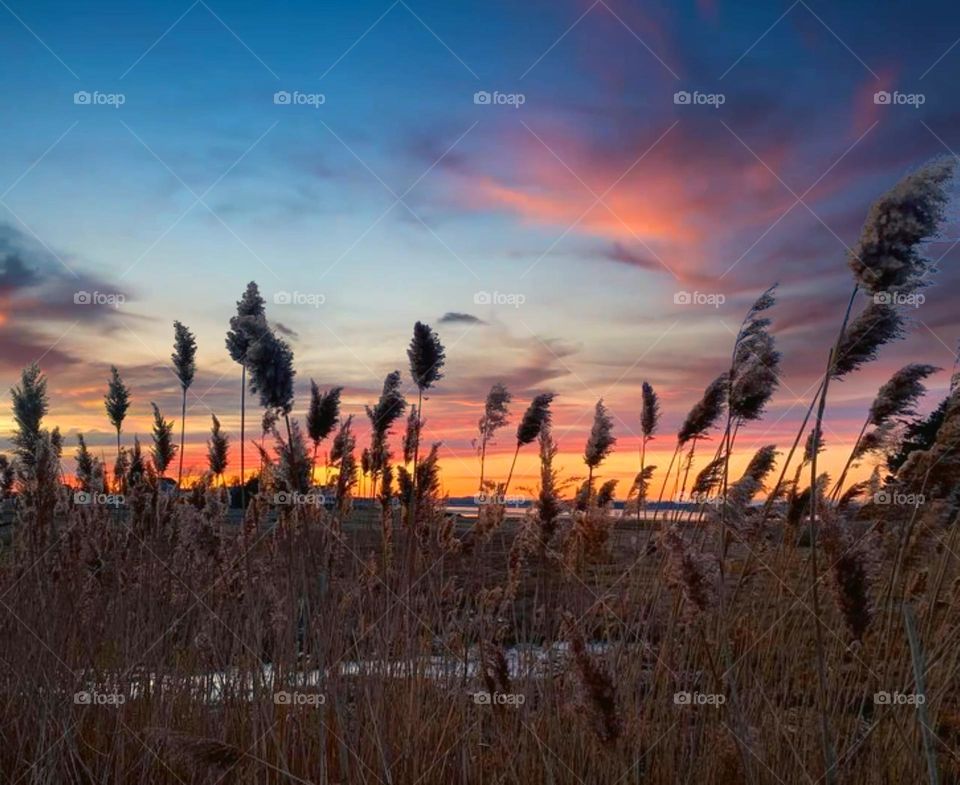 Warm feelings watching a picturesque sunset through the brush 