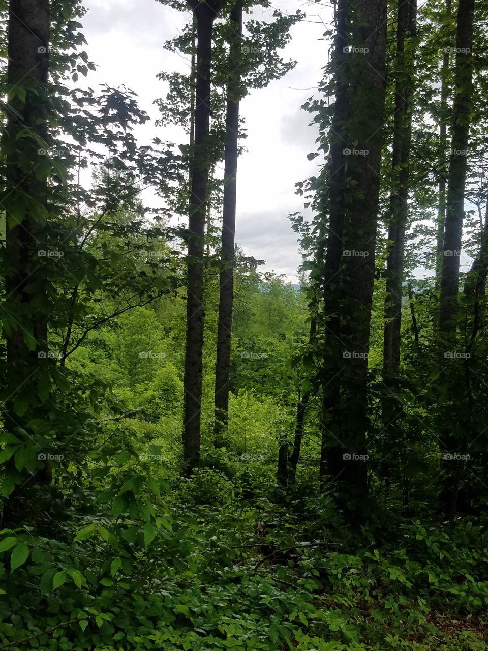 Wood, No Person, Nature, Landscape, Tree