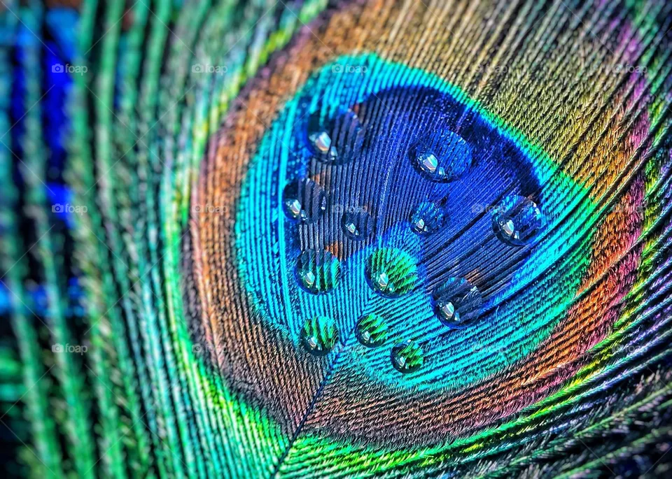 Peacock Feather