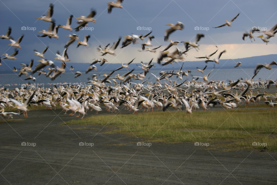 pelicans disturbed take off mad rush by martynmcgoun