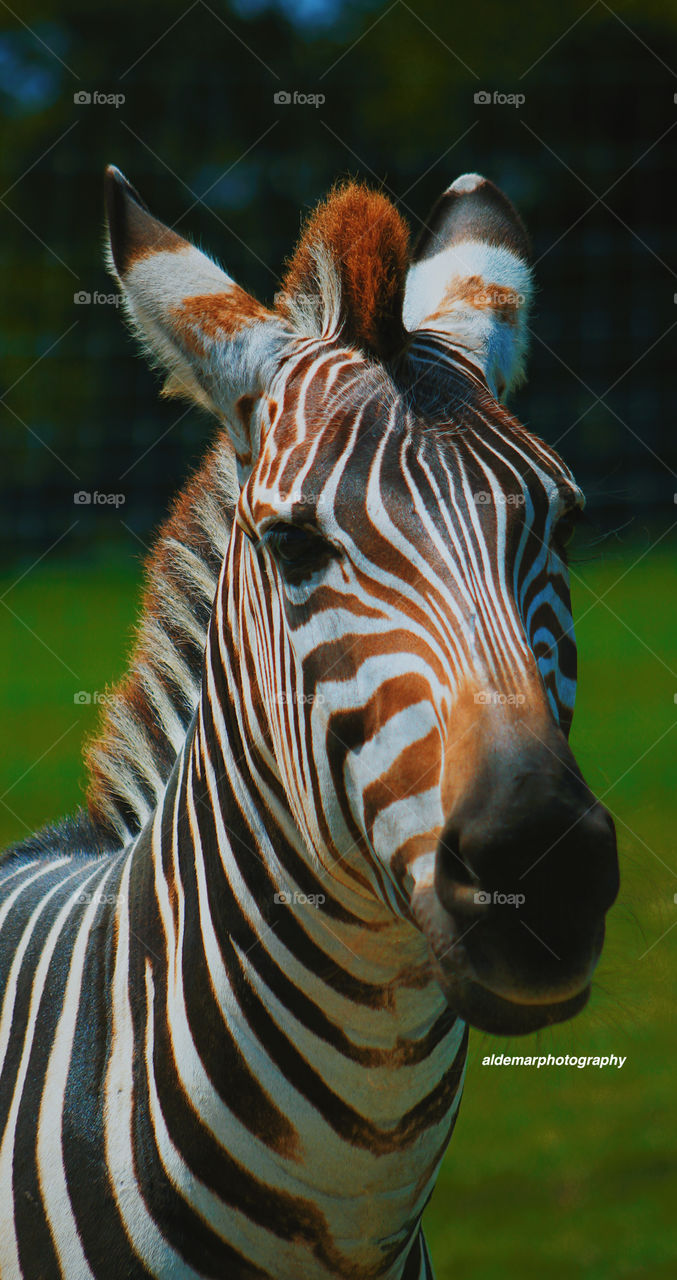 A zebras true colors. I took this photo around Palestine,Texas at a place to feed animals. I saturated the photo a little bit and found out that zebras have a little orange to them! 