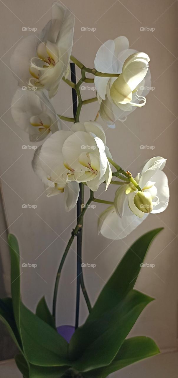 very beautiful white orchid flowers house plant, mobile photography