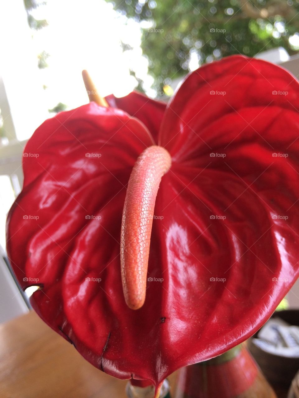 Red anthurium