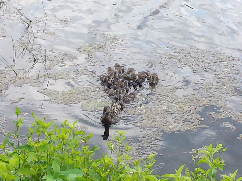 Wait For Us Mama!. Duckies!  Lots of them!