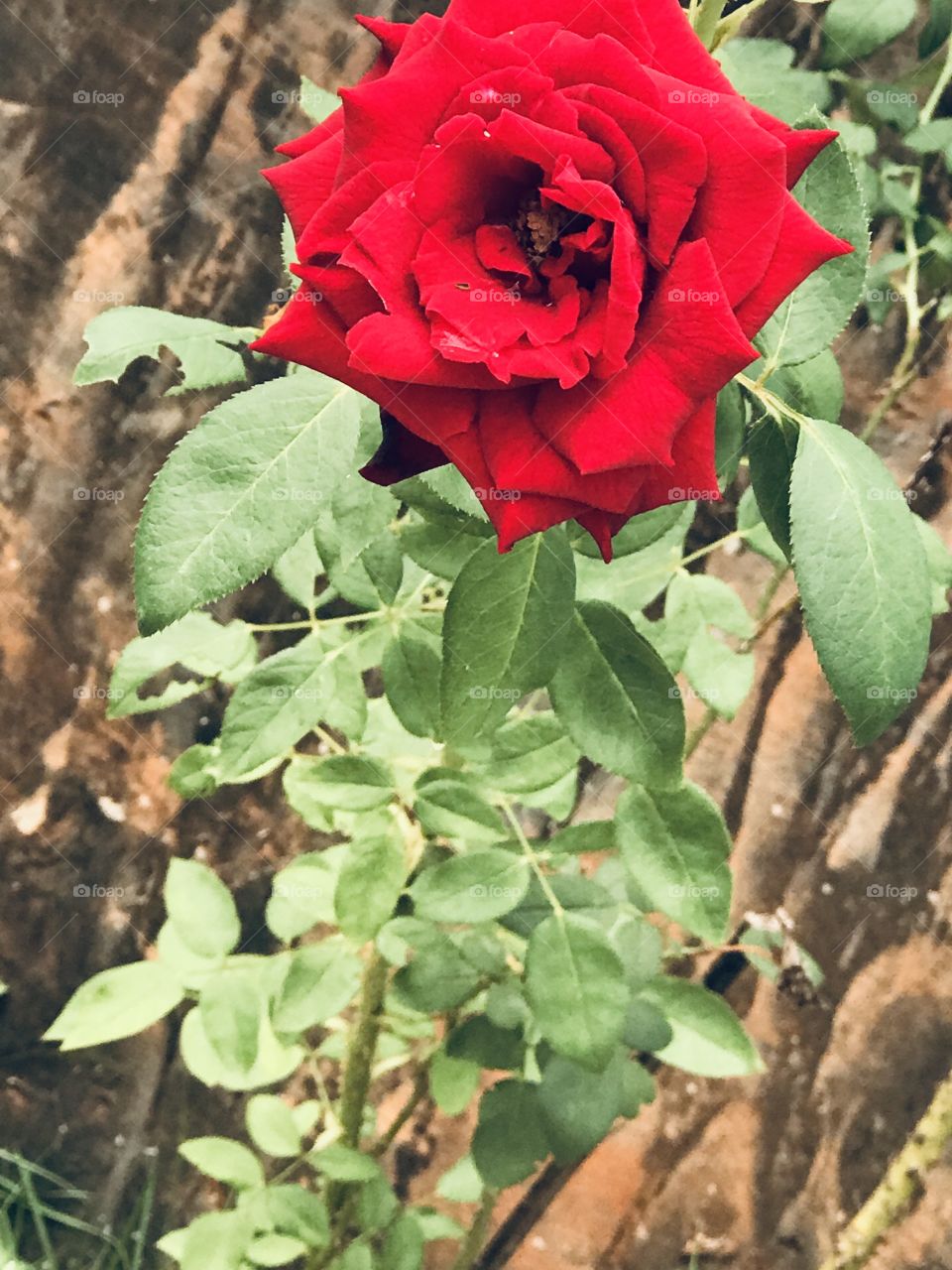 A rosa mais bonita do meu jardim!