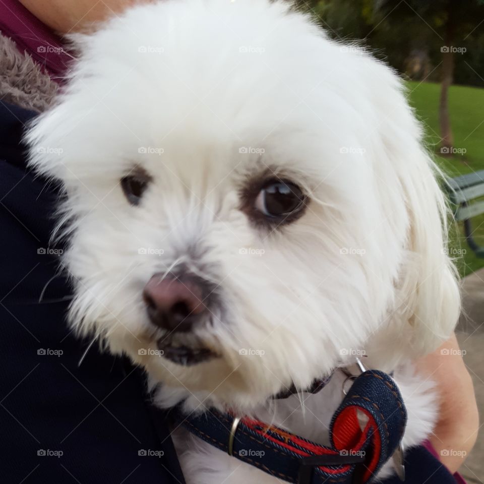 cute Maltese shitzu dog
