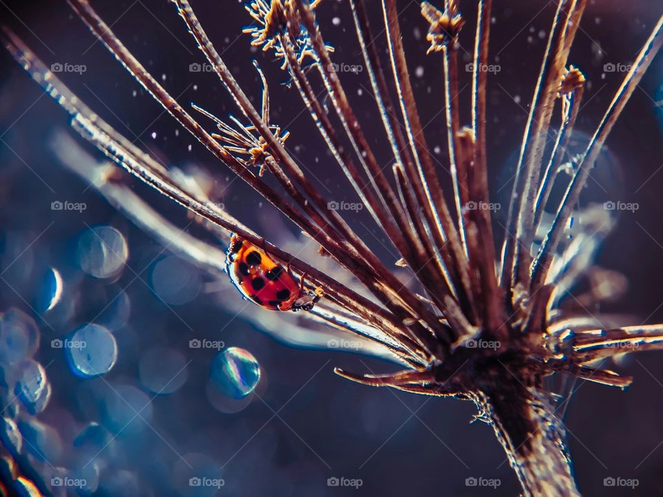 Ladybug sitting on a dried flower