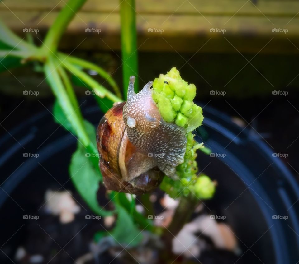 Snail Munching A Plant