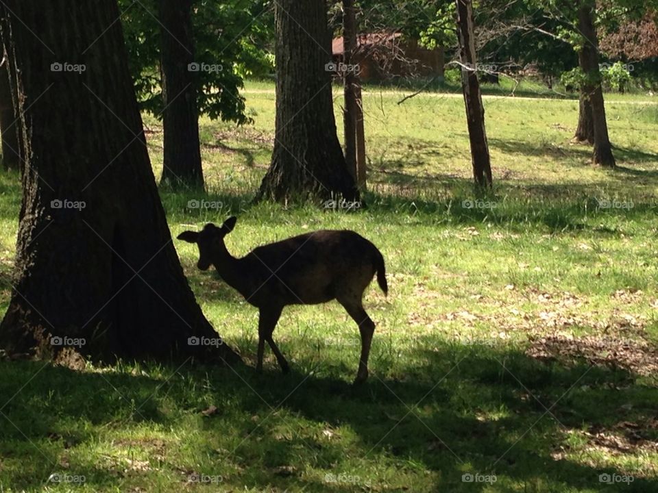 Deer in field