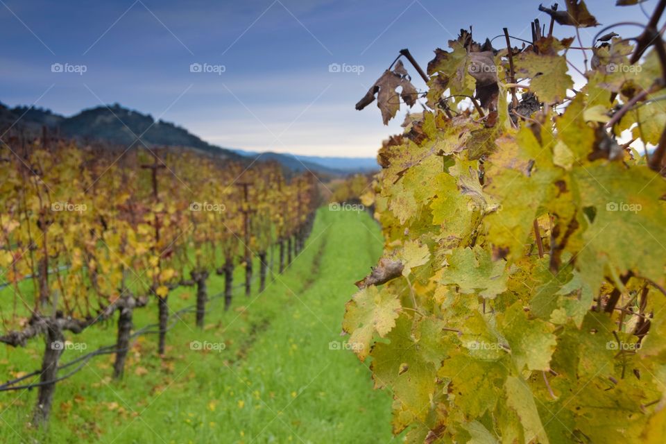 Grape vines of Napa