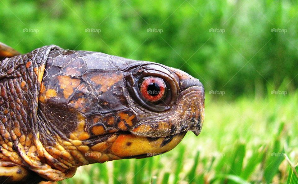 Box turtle