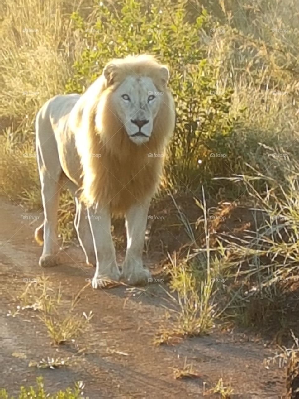 South African Lion