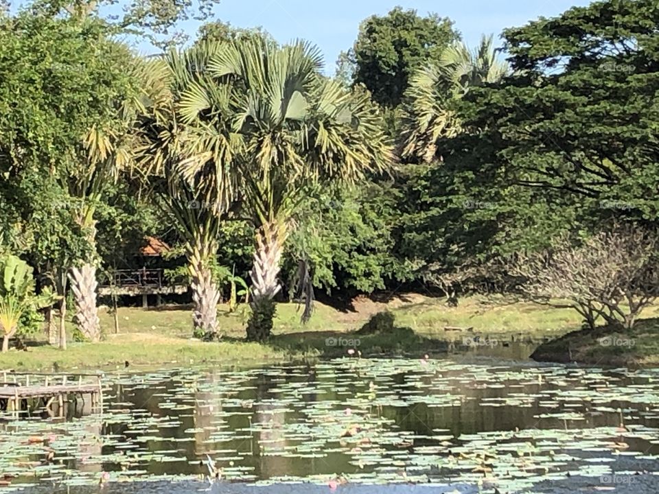 The stories of the Pukae Botanical Garden.