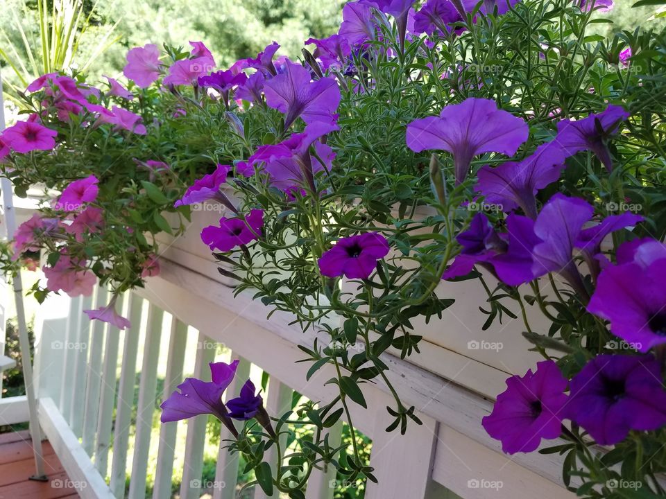 Flower boxes with purple blooms
