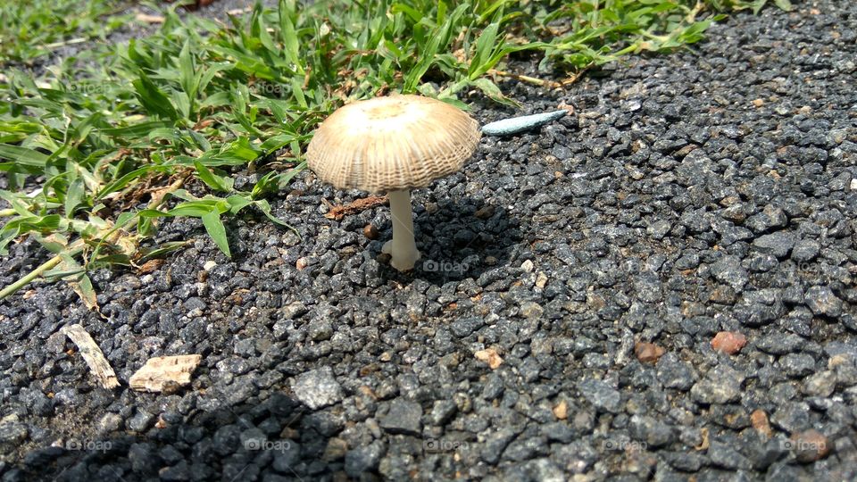 mushroom