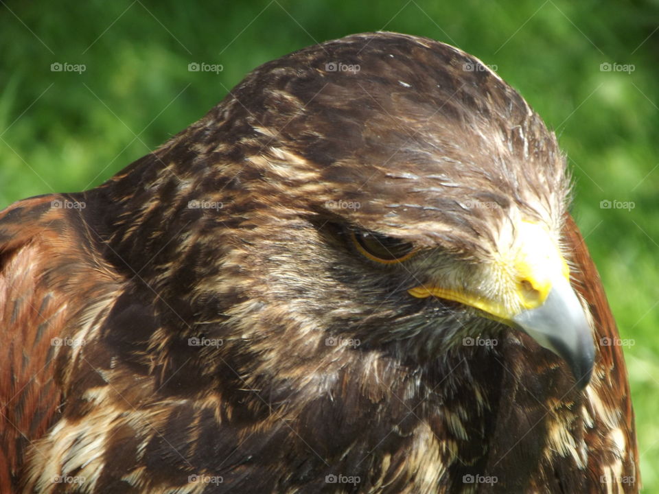A Hawk Close Up