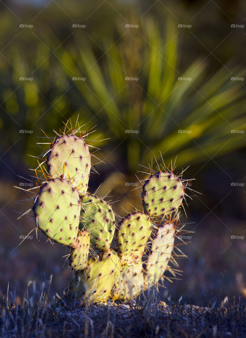 the cactus pear desert by arizphotog