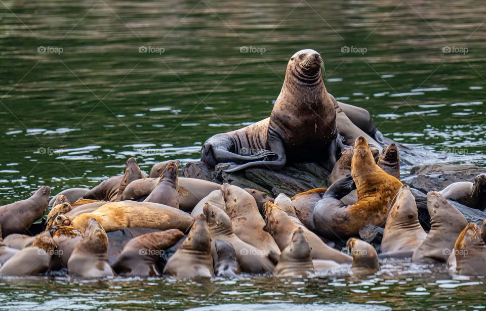 King of the Sea Lions