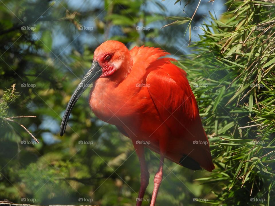 A close up of a bird 