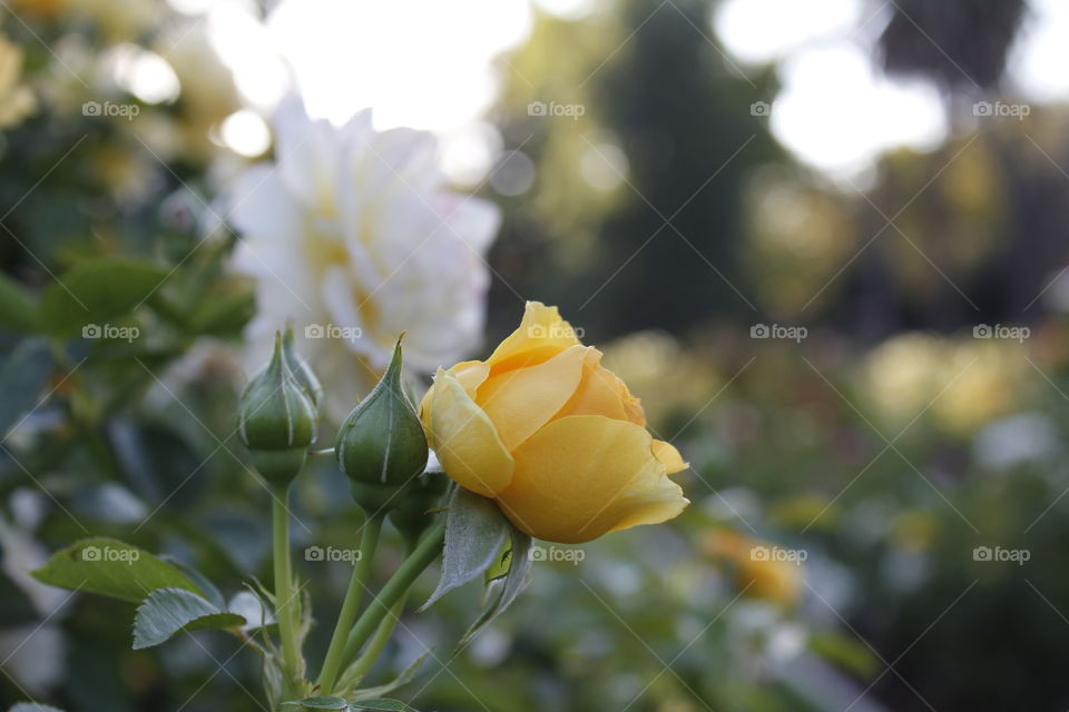 Nature, Flower, Garden, Leaf, Summer