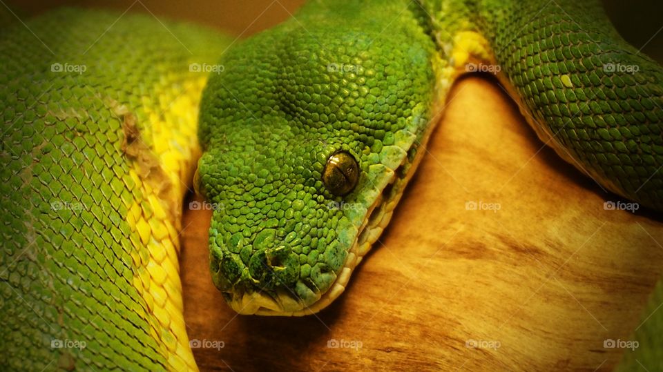 Die grüne Schlange