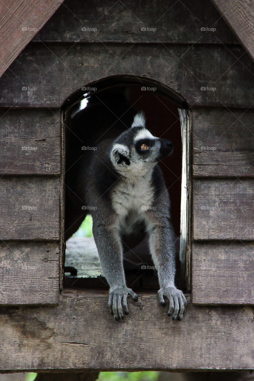 Lemur out the door. A ring-tailed lemur coming out of his house in the wild animal zoo, shanghai, china.