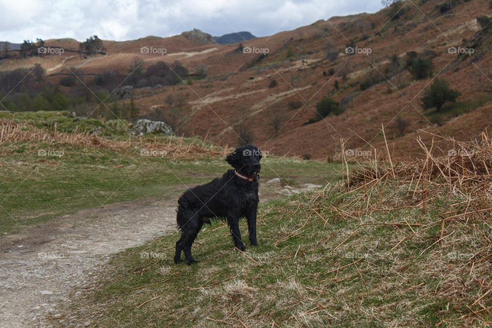 Black dog standing next to the way in the Lake District in the mountains.