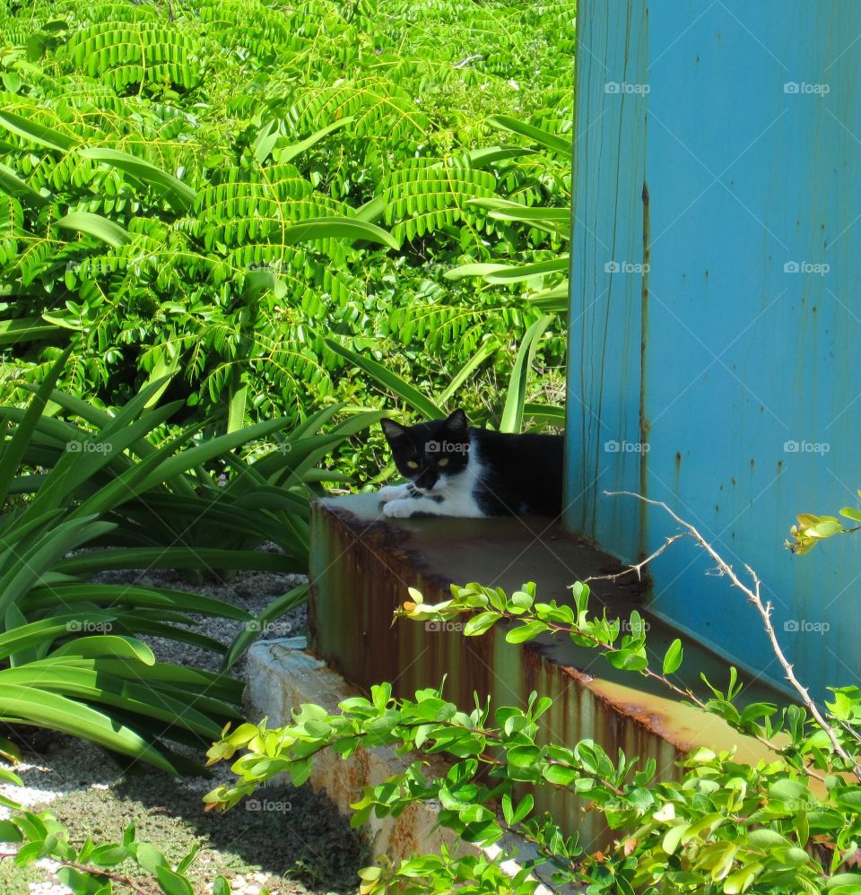 Cat at Sculpture Park