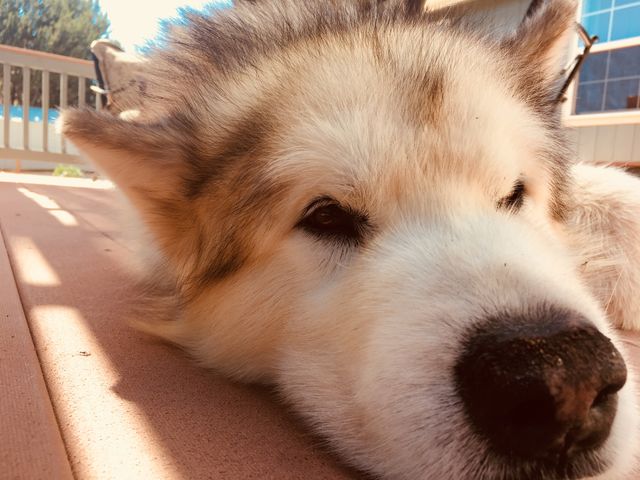 Dog malamute 