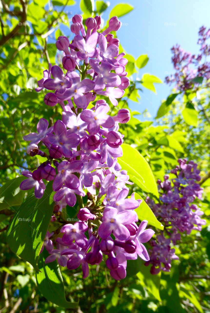 Close-up of beautiful lilac