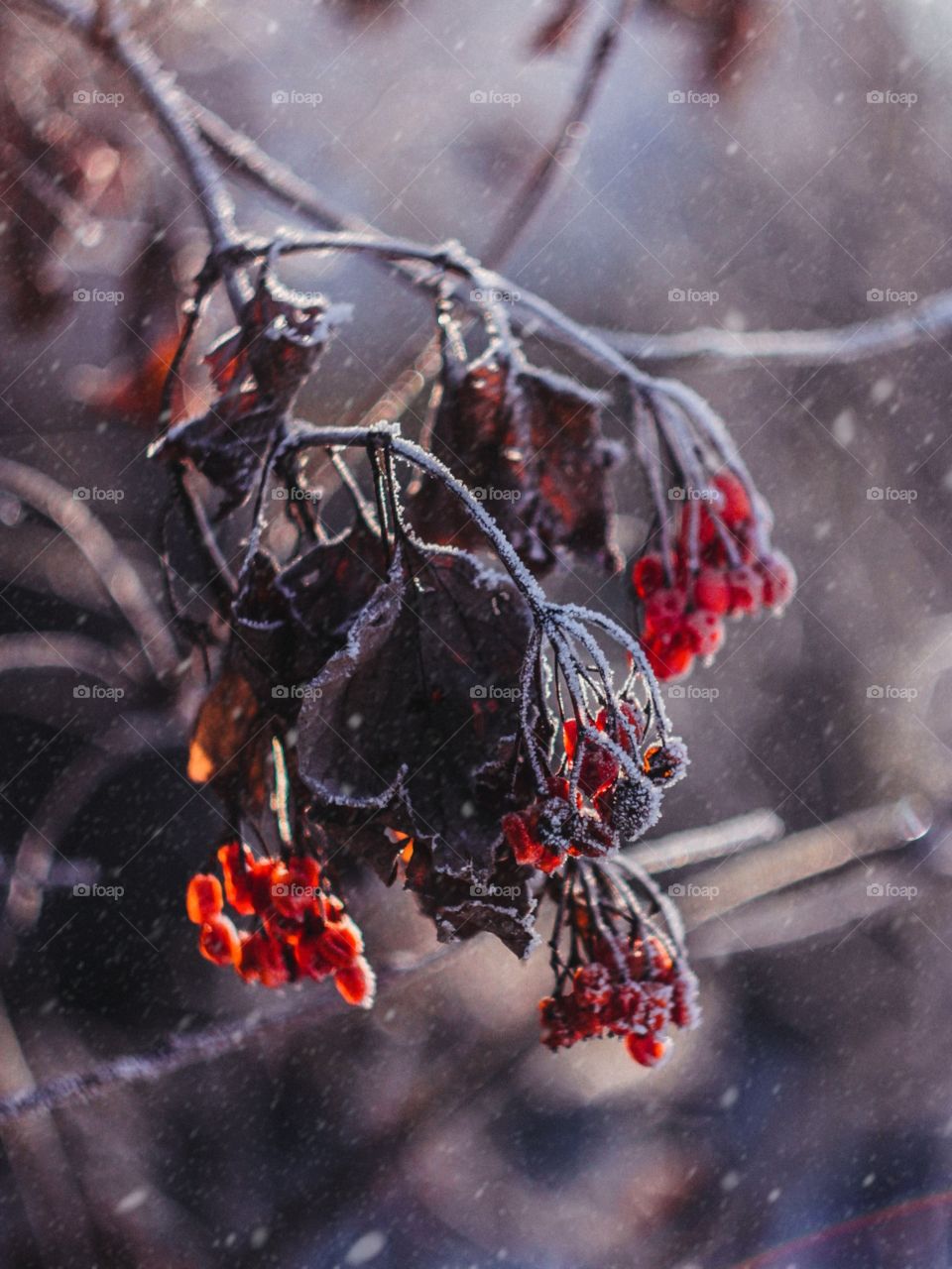 frosty mountain ash