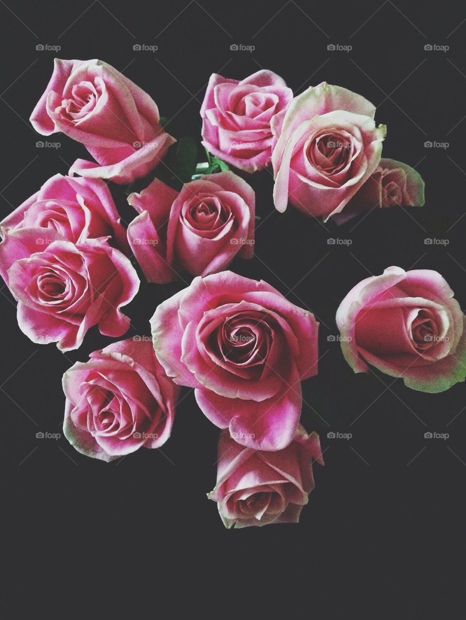 Roses are Pink
