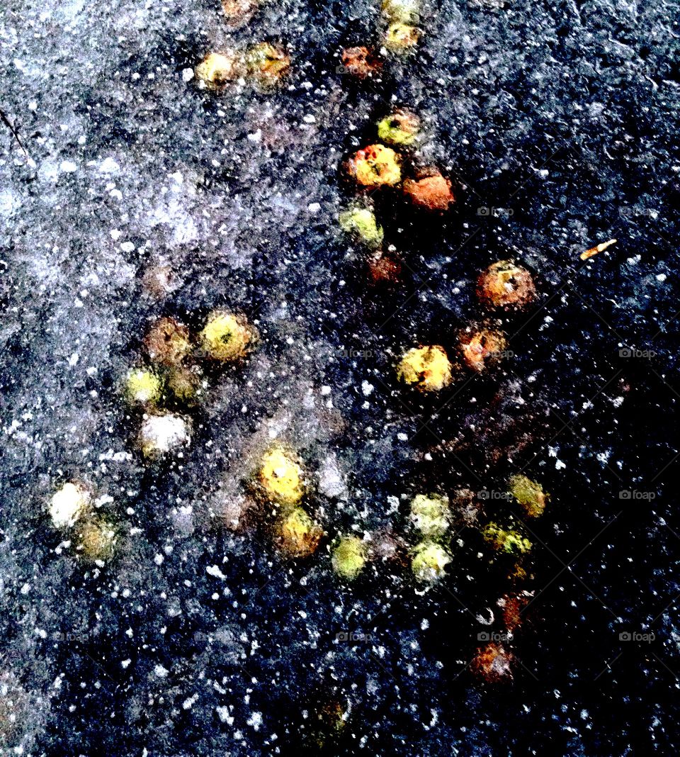 Frozen Apples. Apples trapped in pond ice