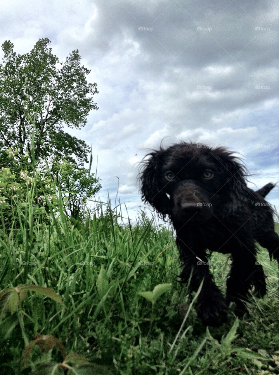 BOYKIN SPANIEL PUP