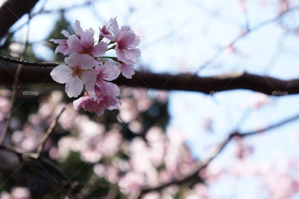 Spring Blossoms . Flowering tree outside a local library. 