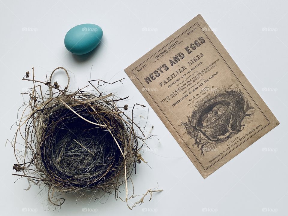 Robin’s egg, miniature replica from a vintage publication, and tiny nest on a white background, natural light
